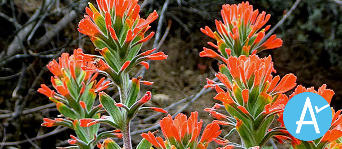 Indian paintbrush native flowers. with Measure A logo