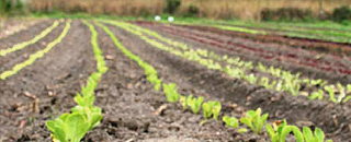 row crop at a farm