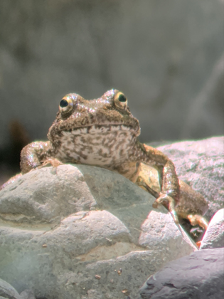 Foothill yellow-legged frog sitting on a rock near a creek