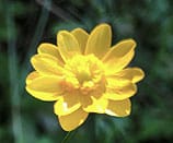 Buttercup in bloom