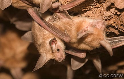 Pallid bats hanging in a cave