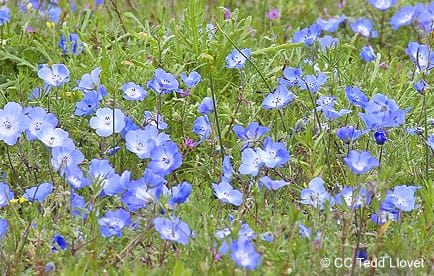 Field of Baby Blue Eyes in bloom