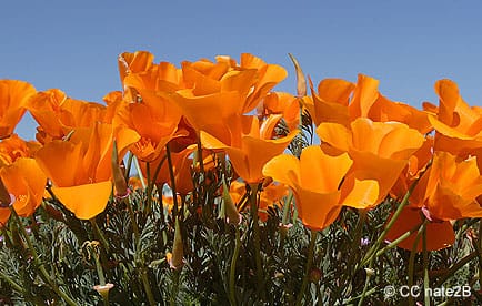 Close-up of California poppies in bloom