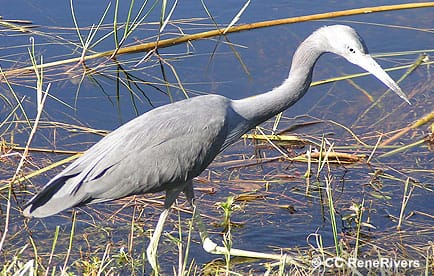 Great blue heron wading in a marsh