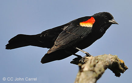 Red-winged blackbird perching