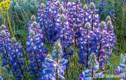 Close-up of sky lupine in bloom