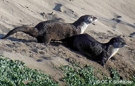 River otters on sand