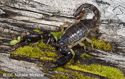 California forest scorpion 