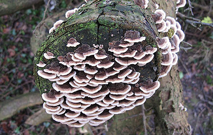 Turkey tail mushrooms growing on a stump