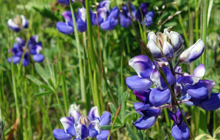 Wild lupine in Old Saint Hilary's Preserve