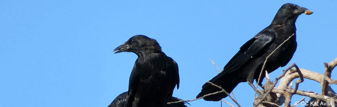 Crows eating acorns