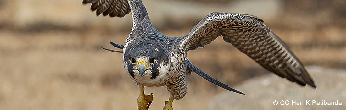 Peregrine falcon in flight