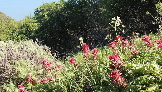 Tiburon Uplands wildflowers