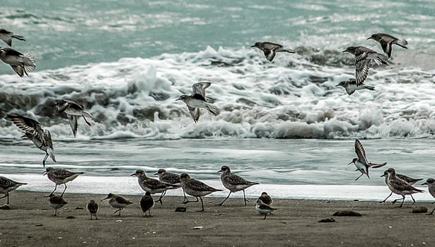 Shore birds