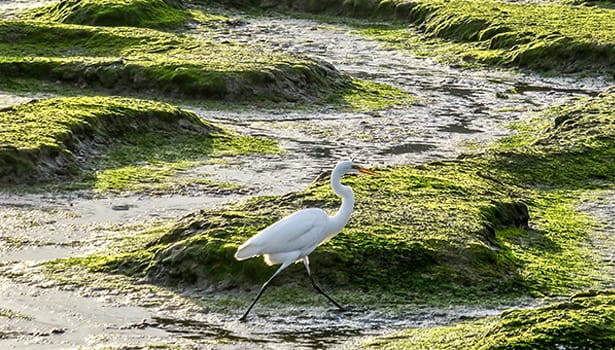 Egret wading in the marsh
