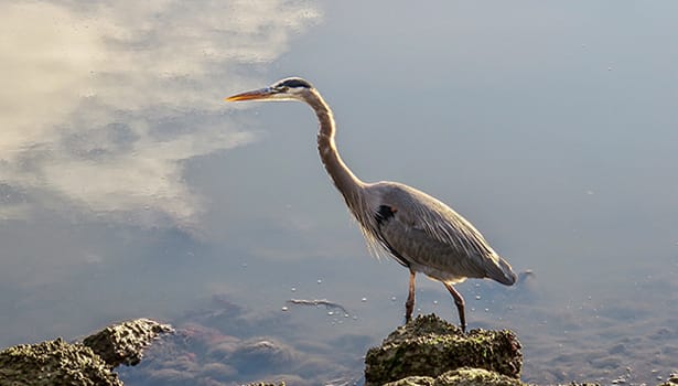 Egret wading in the marsh