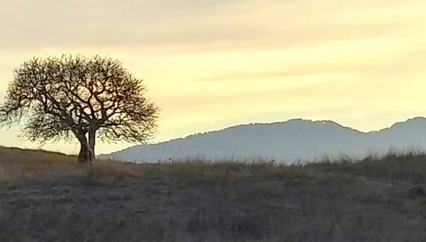 Oak tree against the sunset