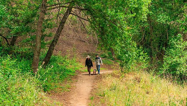 Man and woman walking a dog on leash on a Deer Island Trail shaded by oaks