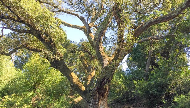 Heritage oak in summer