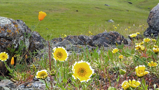 Wildflowers among the rocks