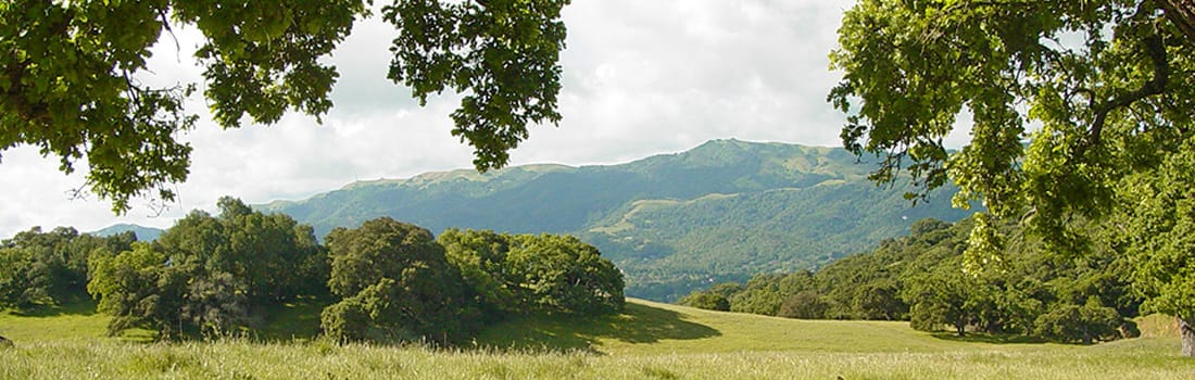 Mount Burdell Preserve
