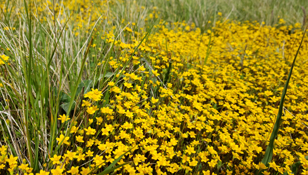 Field of yellow wildflowers at Ring Mountain
