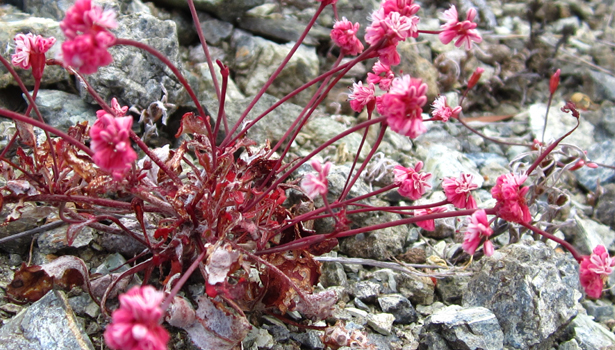 Pink wildflowers blooming in serpentine rock at Ring Mountain