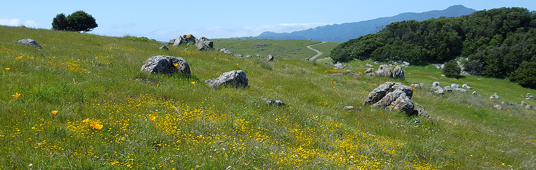 Wildflowers blooming on Ring Mountain in spring