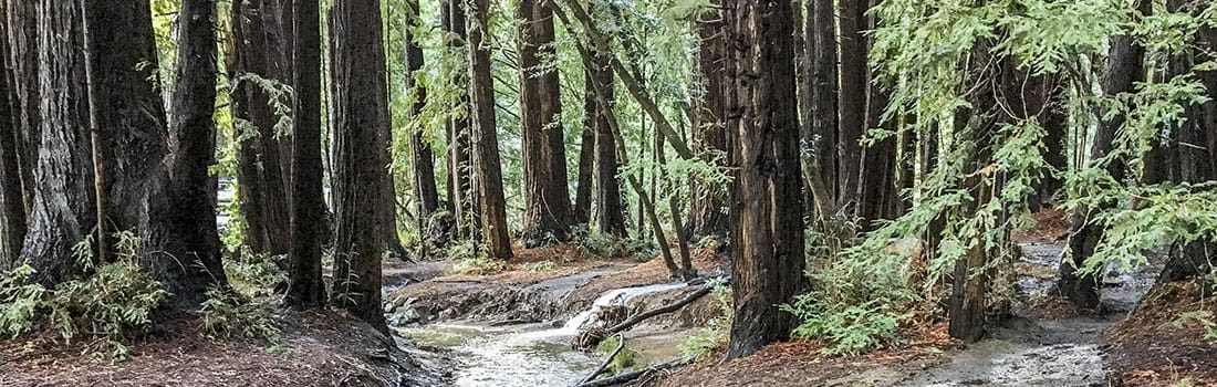 Roy's Redwoods
