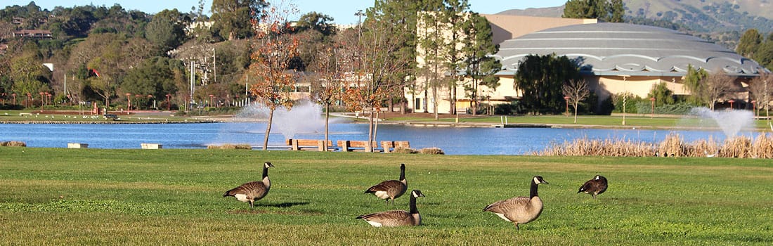 Lawn with ducks at Lagoon Park