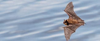 Brown bat flying above water