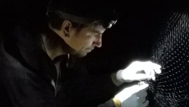 Scientist checks mist netting for a bat