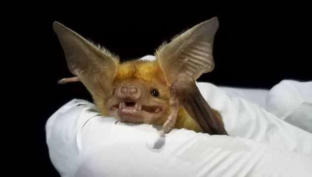 Scientist examines a bat