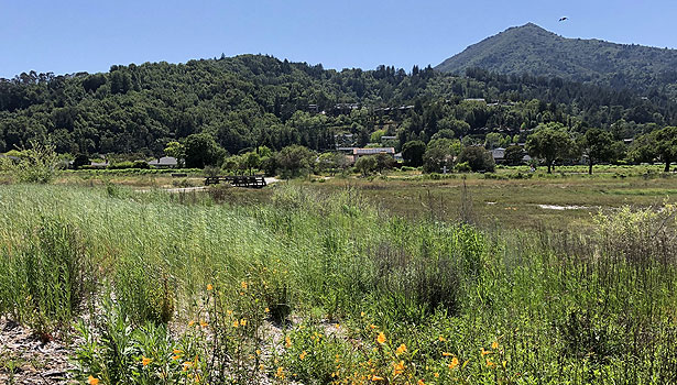 Restored Creekside grassland with Mt Tam in the background
