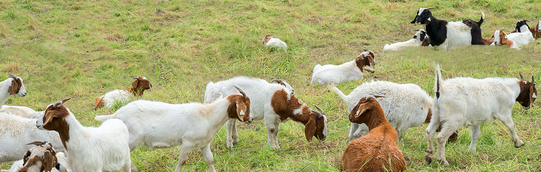Goats grazing at Terra Linda
