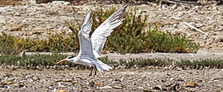 Shorebird landing on Aramburu Island