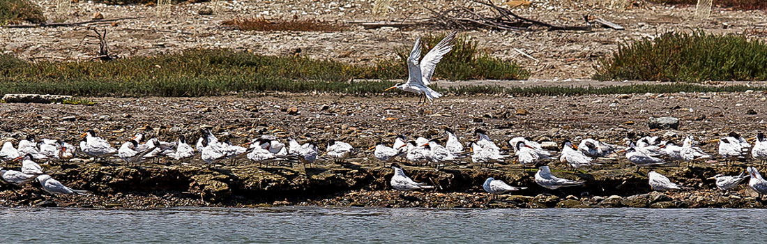 Birds flocking on Aramburu Island