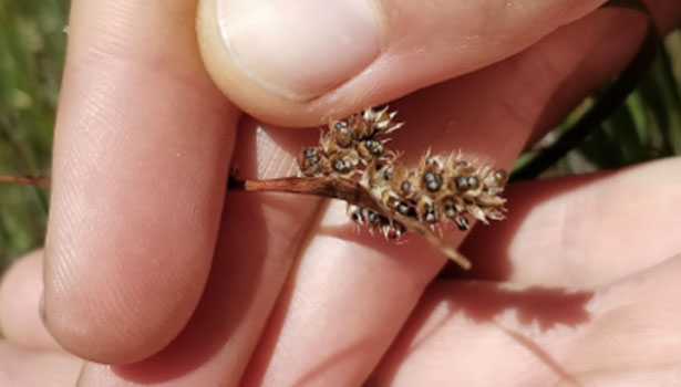 Close-up of a native seed in the palm of a hand