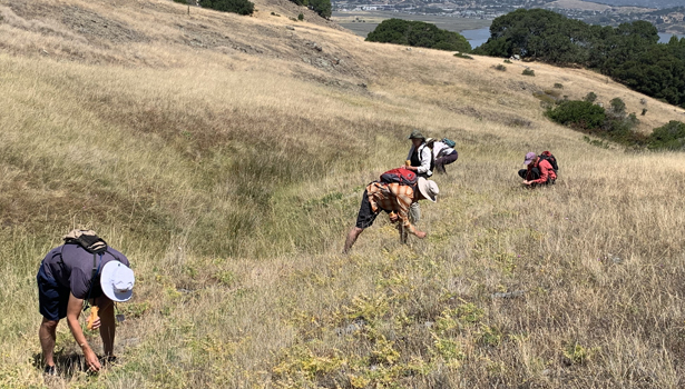 volunteers collecting native plant seeds at Ring Mountain Preserve