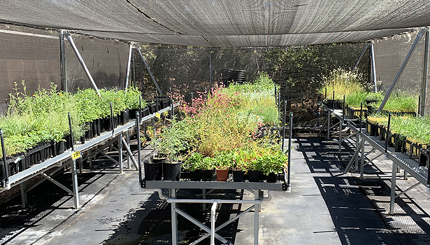 Native plants growing under a shade structure at the nursery