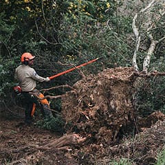 Crew removing fallen tree