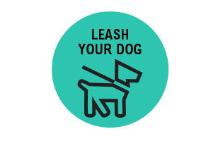 Leash your dog icon